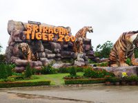 tiger zoo tiger zoo