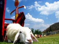 สวนผึ้ง สวนผึ้ง