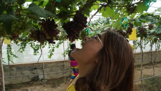 เที่ยวไร่องุ่นซอลเวอร์เลค