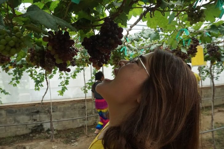 เที่ยวไร่องุ่นซอลเวอร์เลค